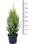 Limon Çamı - Limoni Servi (Cupressus Macrocarpa) (70-80 Cm) 3
