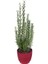 Biberiye – Kuşdili Saksı'da (Rosmarinus Officinalis) 1