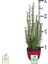 Biberiye – Kuşdili Saksı'da (Rosmarinus Officinalis) 2
