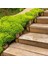 Sedum Angelina - Sarı Sedum - Yayılıcı Sedum - Yer Örtücü Sedum - Hediyelik Sedum 45'li Viyol'de 2