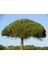 Fıstık Çamı Fidanı 5'li Pinus Pinea 2