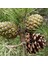 Fıstık Çamı Fidanı 5'li Pinus Pinea 4