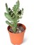 Opuntia Monacantha Variegata 5,5cm Ø - Kaktüs 1