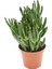 Crassula Hobbit 5,5cm Ø - Sukulent 1