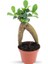 Ficus Ginseng | Adam Ağaç 7cm Ø - Bonsai 1