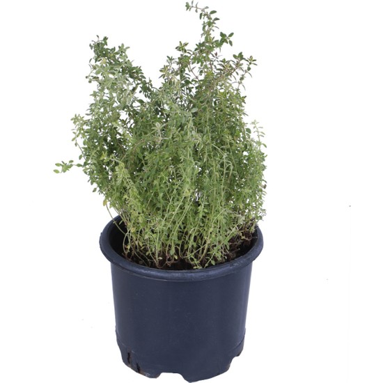 Hobi ve Bahçe Limoni Kekik Fidanı Saksı'da -Limon Kokulu Kekik - Thymus Citriodorus Limone