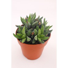 Haworthia Enon - 8.5 cm Saksıda