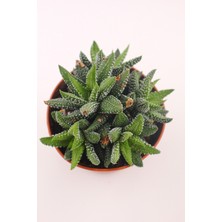 Haworthia Enon - 8.5 cm Saksıda