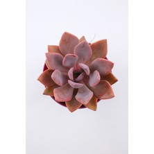 Kaktüs Kent Graptoveria Debbie - 8.5 cm Saksıda