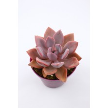 Kaktüs Kent Graptoveria Debbie - 8.5 cm Saksıda