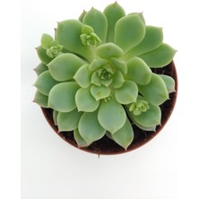 Kaktüs Kent Echeveria Prolifica Sukulent - 8.5 cm SAKSIPRD00001441