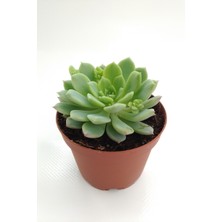 Kaktüs Kent Echeveria Prolifica Sukulent - 8.5 cm SAKSIPRD00001441