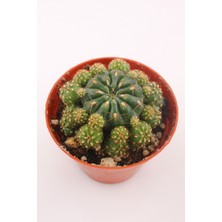 Kaktüs Kent Matucana Polzii - 8.5 cm Saksıda