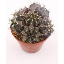 Kaktüs Kent Gymnocalycium Mihanovichii Kaktüs - 8.5 cm Saksı