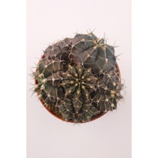 Kaktüs Kent Gymnocalycium Mihanovichii Kaktüs - 8.5 cm Saksı