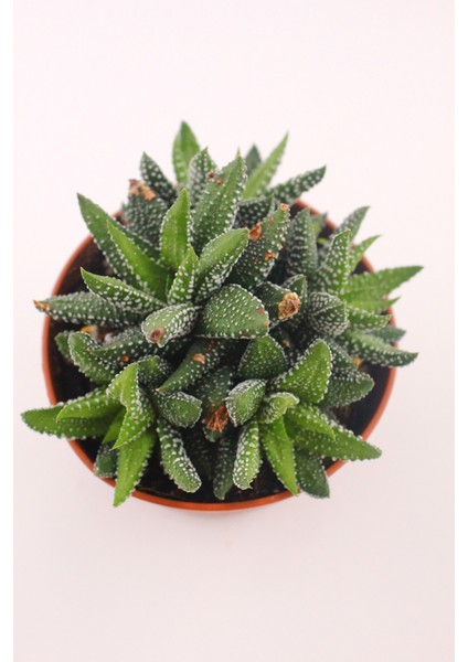 Haworthia Enon - 8.5 cm Saksıda