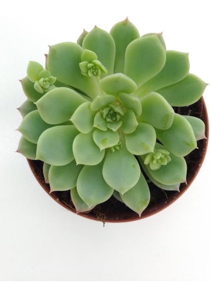 Echeveria Prolifica Sukulent - 8.5 cm SAKSIPRD00001441