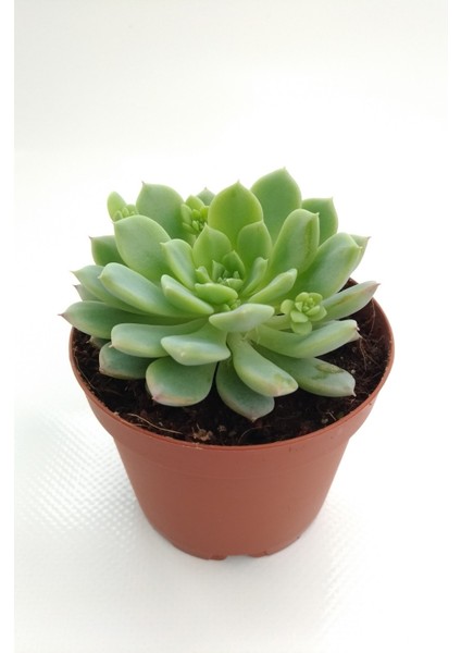 Echeveria Prolifica Sukulent - 8.5 cm SAKSIPRD00001441