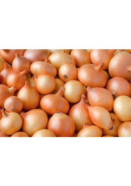 Kuru Soğan 3 kg