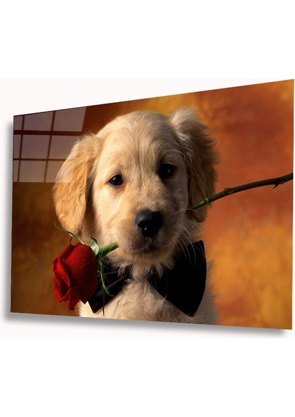 Dekorcumshop Köpek ve Gül Cam Tablo 4mm Dayanıklı Temperli Cam