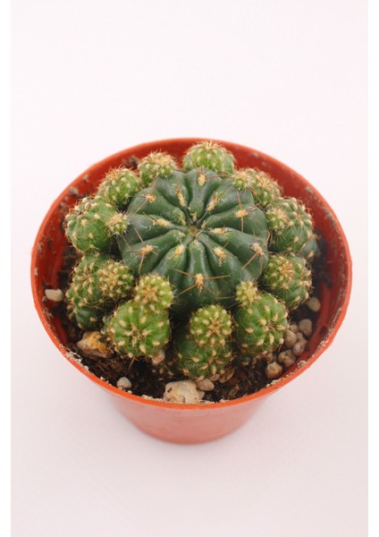 Matucana Polzii - 8.5 cm Saksıda