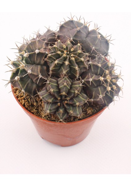 Gymnocalycium Mihanovichii Kaktüs - 8.5 cm Saksı