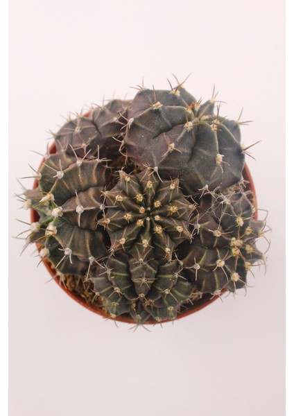 Gymnocalycium Mihanovichii Kaktüs - 8.5 cm Saksı