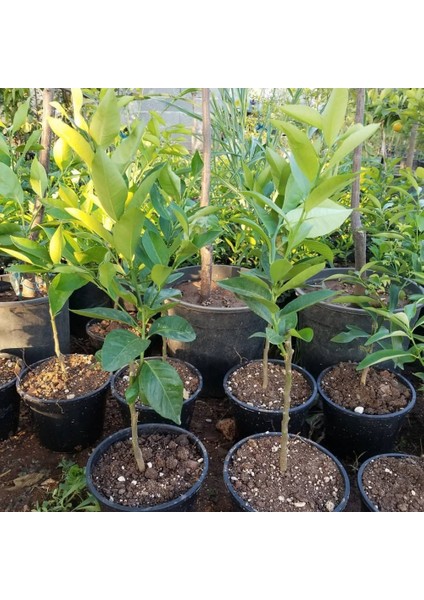 2 Yaş Aşılı Meyvesiz Yediveren Bodur Limon Fidanı, Torbada fırsatları