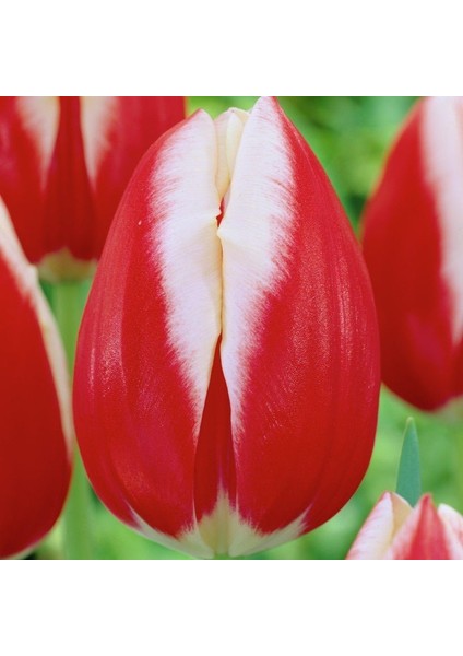 Leen Van Der Mark Katmerli Iri Kafa Ithal Lale Soğanı (5 Adet)