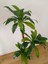 Yapay Dracena Ağacı 1.40 Metre Boy 3 Gövdeli Islak Doku 4