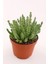 Leş Kaktüs - 8.5 cm Saksı 1