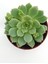 Echeveria Prolifica Sukulent - 8.5 cm SAKSIPRD00001441 1