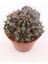 Gymnocalycium Mihanovichii Kaktüs - 8.5 cm Saksı 1