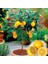 2 Yaş Aşılı Meyvesiz Yediveren Bodur Limon Fidanı, Torbada 1
