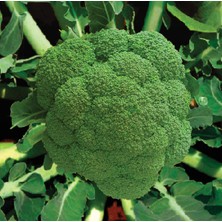 Aktarloji 40 Adet Brokoli Brocoli Tohumu +   Tohum