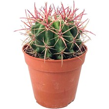 Bitki Tasarımı Bitki Tasarım - Ferocactus Stanesii Kaktüs - Nadir Tür Kaktüs