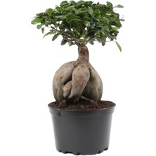 Bonsai Ficus Ginseng 20CM