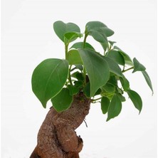 Bonsai Ficus Ginseng Mini 10-15CM
