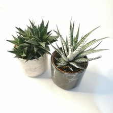 Fasciata & Limifolia 2'li Beyaz Siyah Seramik Saksılı