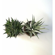 Fasciata & Limifolia 2'li Beyaz Siyah Seramik Saksılı