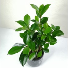 Bonsai Ficus Ginseng Siyah Seramik Saksılı