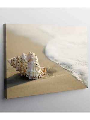 MonoStella Deniz Kabuğu Kanvas Tablo