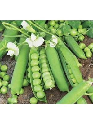 Aktarloji 50 Adet Bezelye Tohumu + Sürpriz Hediye Tohum