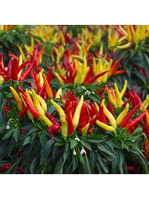 Aktarloji 500 Adet Cin Biberi Tohumu + Sürpriz Hediye Tohum