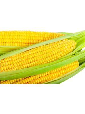 Aktarloji 100 Adet Süt Mısır Tohumu + Sürpriz Hediye Tohum