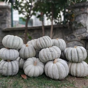 100 Adet Bal Kabağı Tohumu +   Tohum