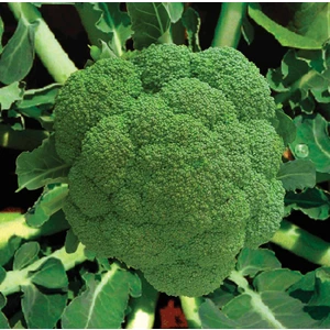 30 Adet Brokoli Brocoli Tohumu +   Tohum