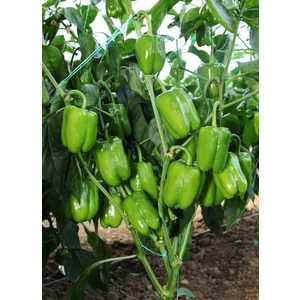 250 Adet Dolmalık Biber Tohumu +   Tohum