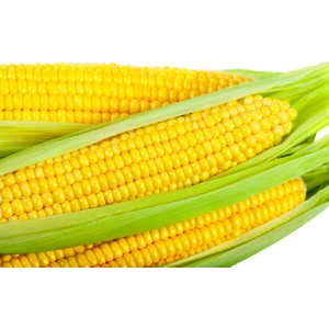 100 Adet Süt Mısır Tohumu + Sürpriz Hediye Tohum