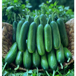 50 Adet Mis Kokulu Çengelköy Salatalık Hıyar Tohumu  Tohum